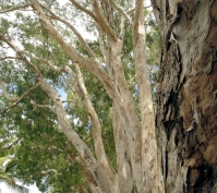 tea tree oil